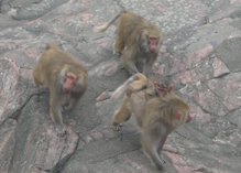 monkeys