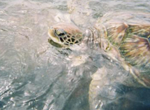 seaturtle
