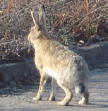 rusakko