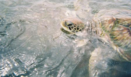 seaturtle